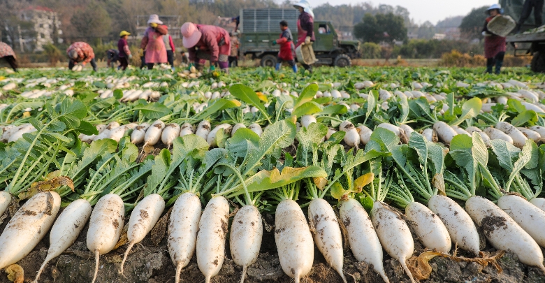 保障“菜篮子”