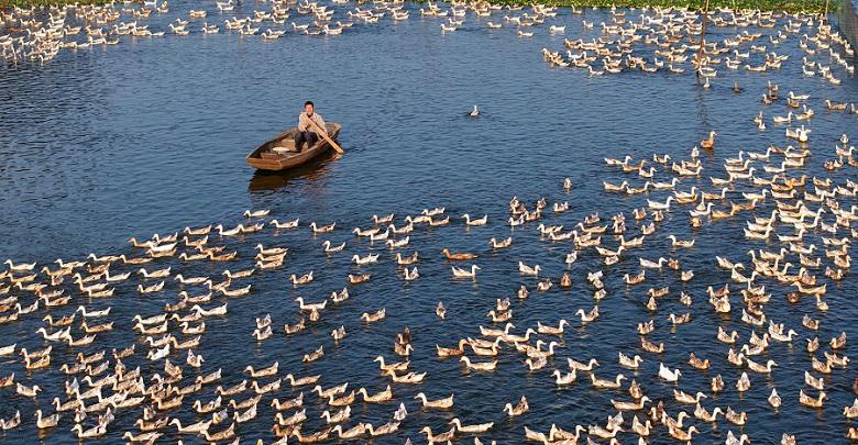 “鸭蛋经济”旺