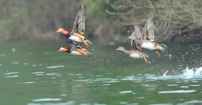 春江水暖 鸳鸯戏水