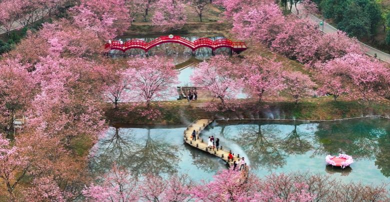 樱花盛放满眼春