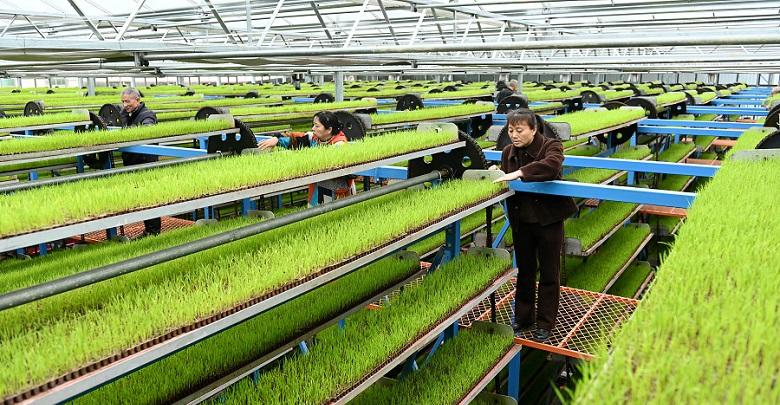 智能化育秧助力粮食生产