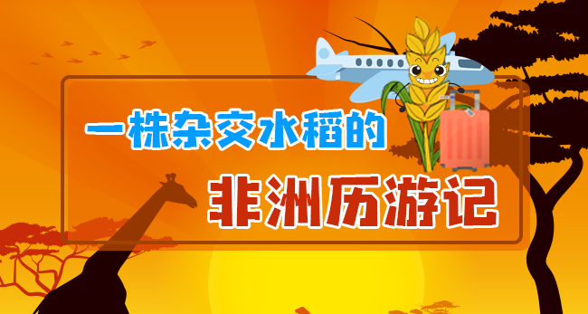 一株杂交水稻的非洲历游记