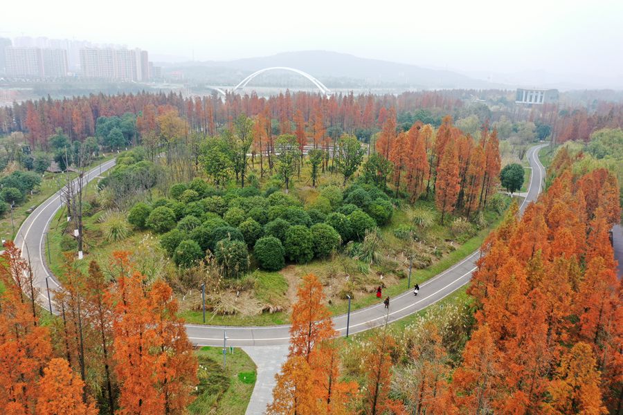 12月7日,长沙巴溪洲生态旅游景区,游客沿着园内游道散步观景.