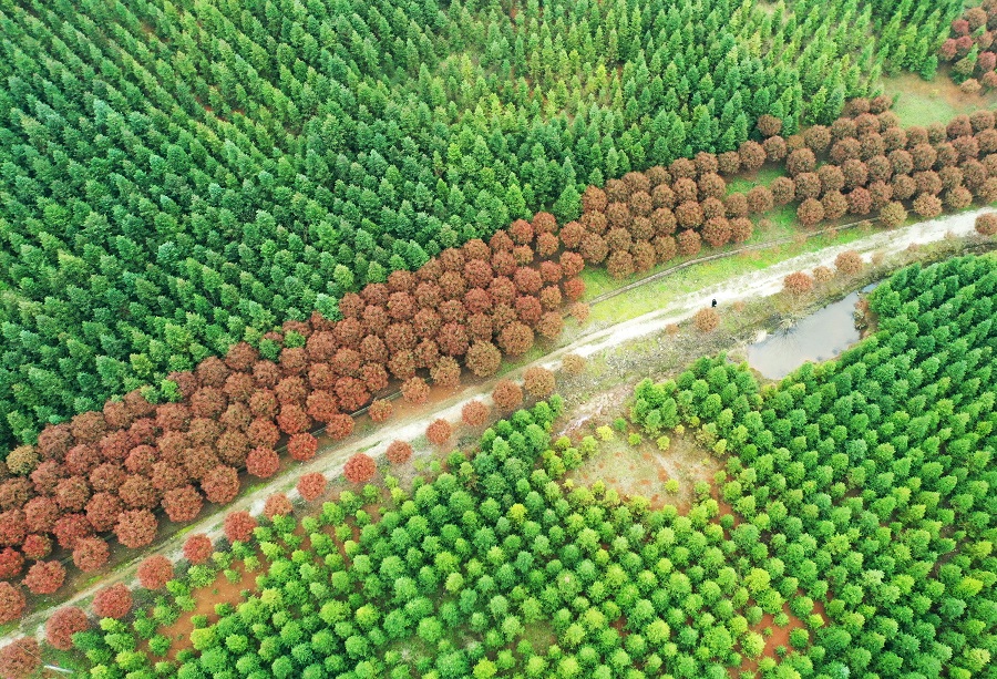 人工造林矿山复绿