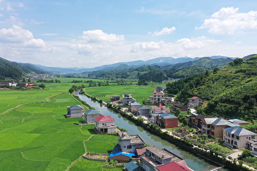 6月22日,溆浦县黄茅园镇合田村,成片的绿油油的禾苗长势喜人,与周边的