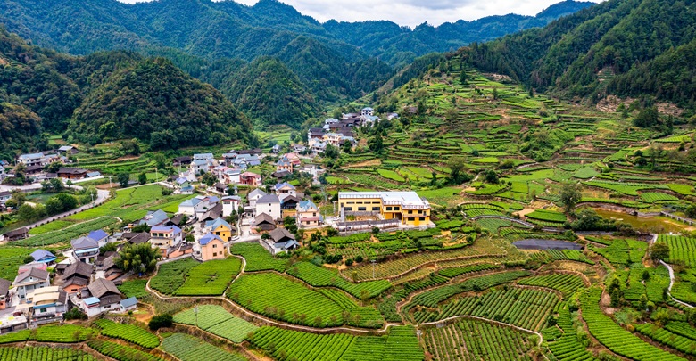 茶乡秋色入画来