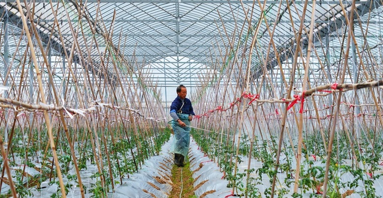 田间管理抢农时