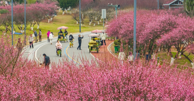 梅花绽放暗香涌动