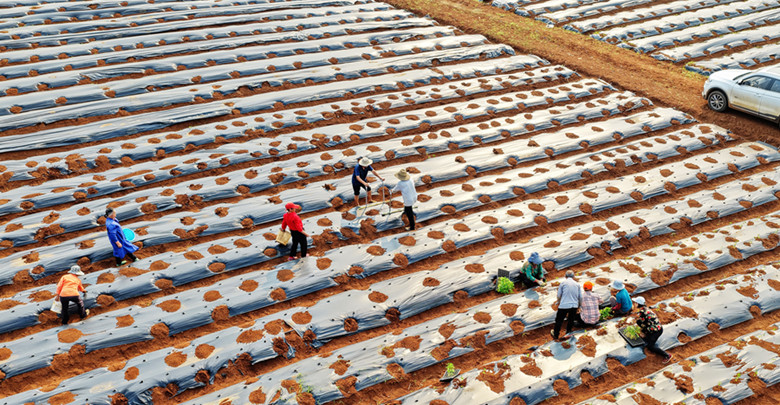 订单种植 助农增收