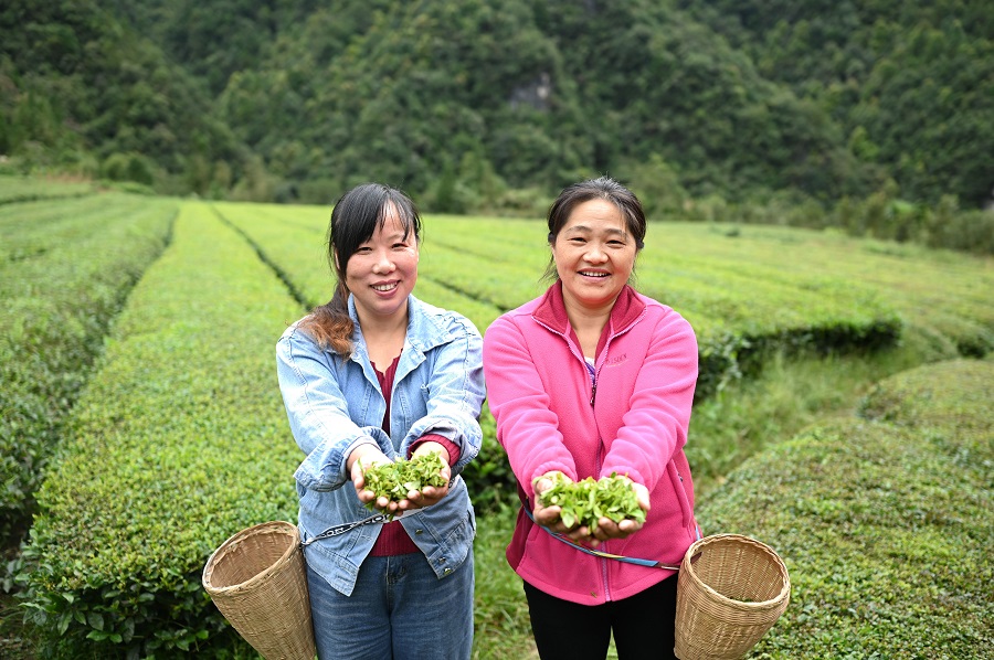 9月23日,石门县南北镇薛家村,村民捧着采摘的茶叶露出甜甜的笑容